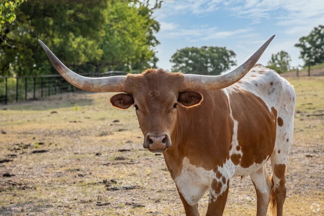 In Lucas, Longhorn cattle serve as a source of Texan pride for cattle owners.