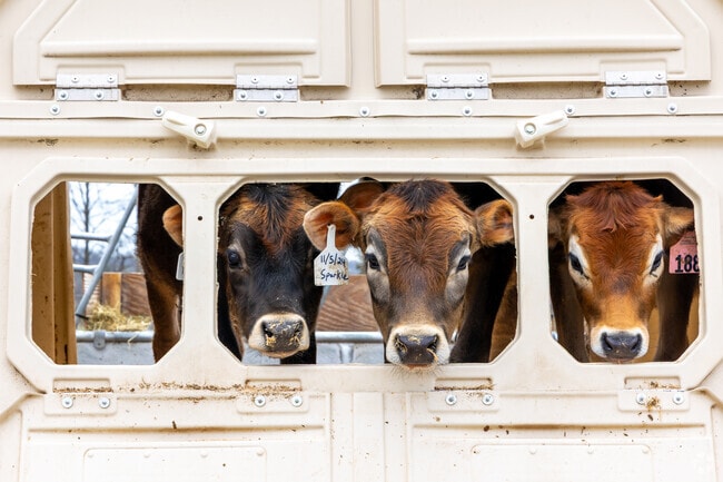 Spring Run Dairy in Alexandria offers fresh milk from a family farm using eco-friendly, sustainable practices.