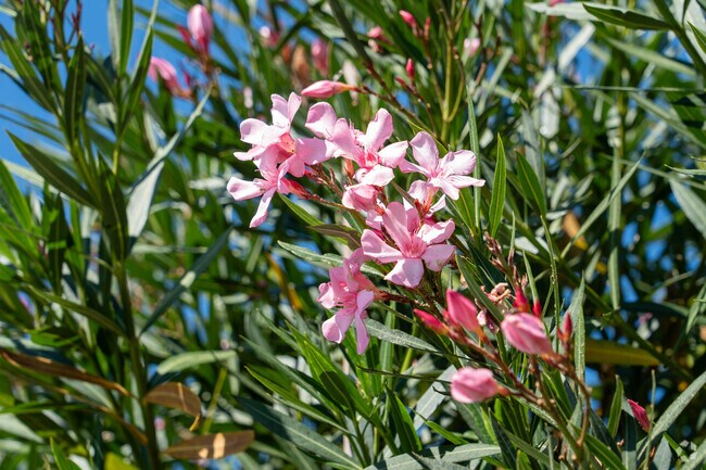 The beauty of nature comes to life, and plant life thrives in Shore Acres