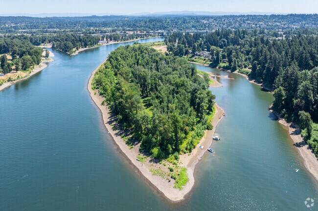 Great blue heron nests dot the tree line of Goose Island which sits in the Willamette river.
