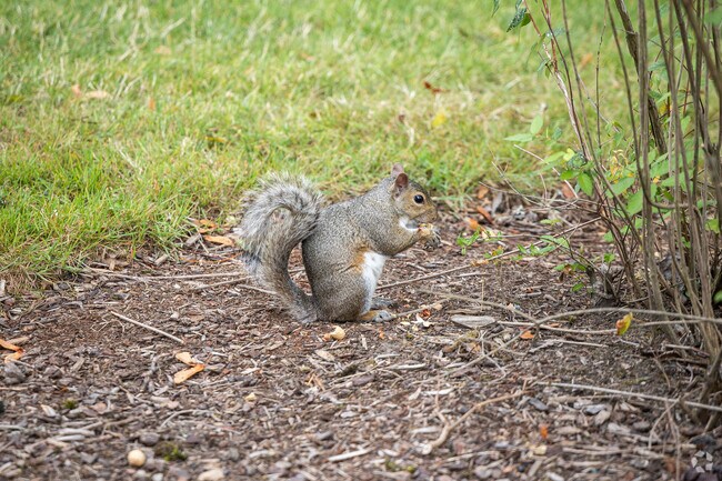 Residents of Old West Side and Longview look forward to Squirrel Fest every August.