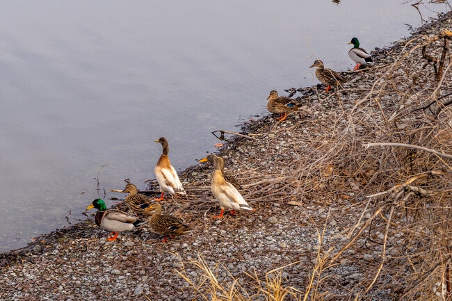 There is lots of local wildlife along Moses Lake's waterways.