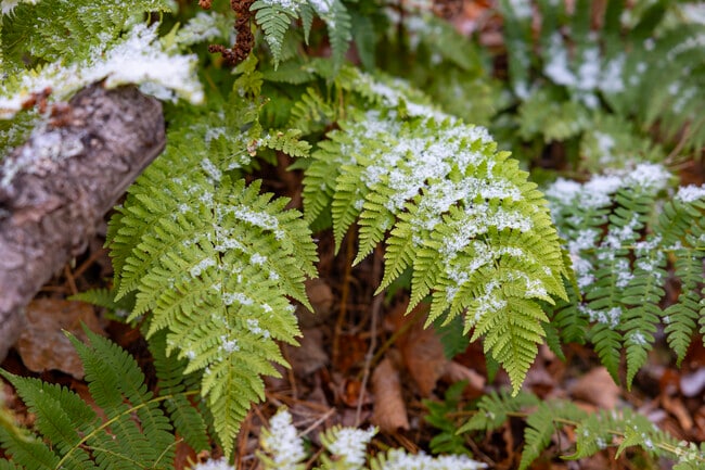The lush mountainous landscape of Hadley is bursting with flora and fauna.