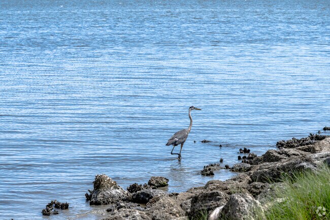 Keep an eye out for wildlife in Wabasso Beach.