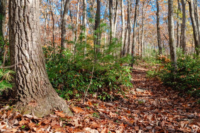 Pines abundantly grow along the trails in Cook’s Woods.