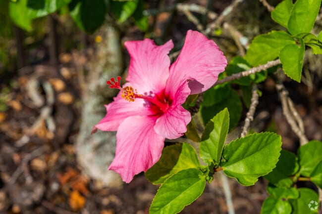 Blooming hibiscus flowers can be found all over Tradition.