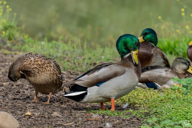Enjoy the peaceful company of wild ducks around Echo Bend Ranch.