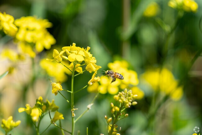 A bee in El Granada diligently harvests pollen from a vibrant yellow flower.