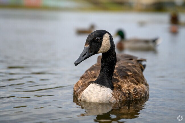 You can get close to the wildlife at RiverScape Metropark in Downtown Dayton.