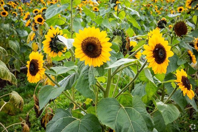 Many gardens decorate front yards in the Russell neighborhood of Portland.