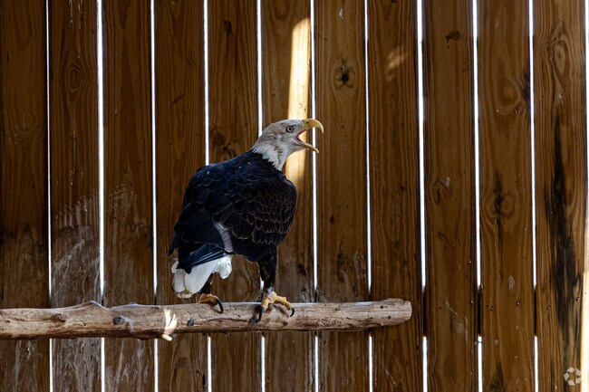 The Liberty Nature Center in Somerset helps rehabilitate a variety of animals.
