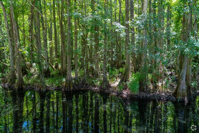Nature is calling at Highland Hammock State Park,  just a stones throw down the road.
