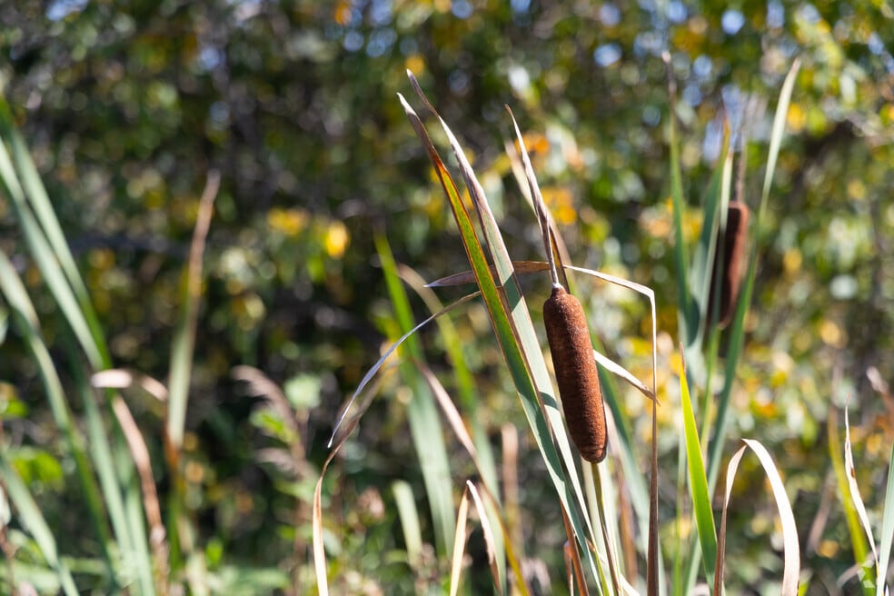 RiceLake_1028116_100725_FINAL