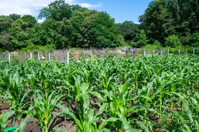 Fort Dupont Park features a spacious community garden.