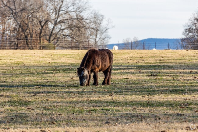 A pony grazes in an open field in West Fayetteville.
