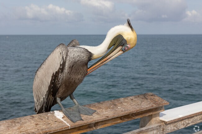 Pompano Beach pier is home to plenty Pelicans.