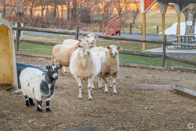 Klein Farms Dairy & Creamery lets kids pet goats, sheep, and cows in Forks Township.