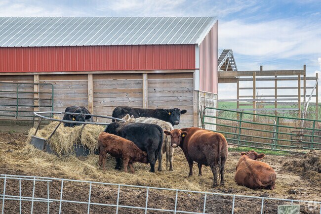 Residents of Eau Galle are used to seeing cows on their daily commute.
