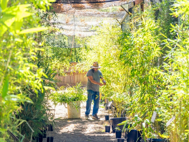 Discover towering bamboo groves and serene walking paths at Bamboo Giant Nursery.