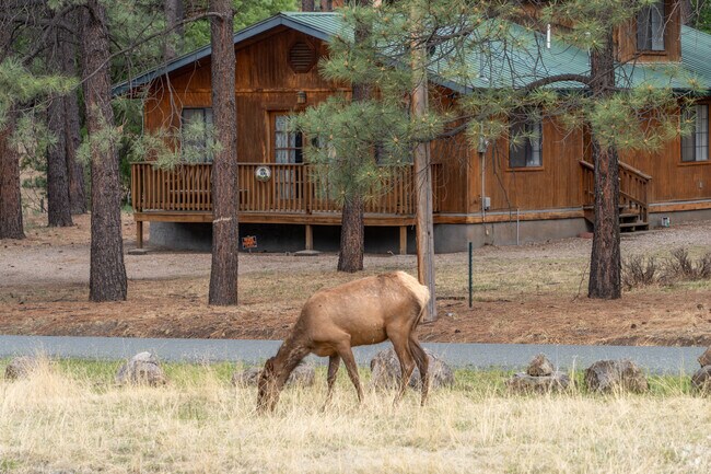 Ruidoso offers a unique opportunity to observe local wildlife in their natural environment.
