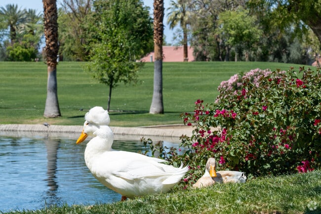 Just outside Palm Desert Greens Country Club, enjoy spotting wildlife like ducks and other desert creatures, adding to the natural beauty and peaceful surroundings of the area.