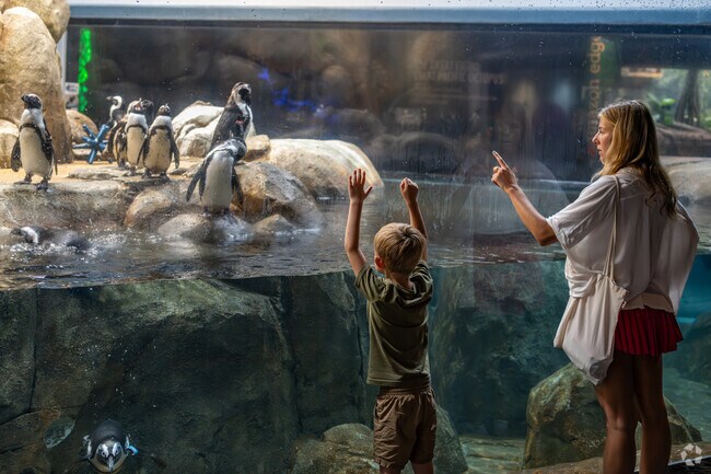 Families from The Reserve love heading to the Science Center to visit the penguins.