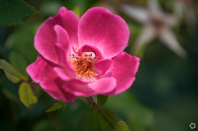 Stop and smell the flowers in Columbia Forest.