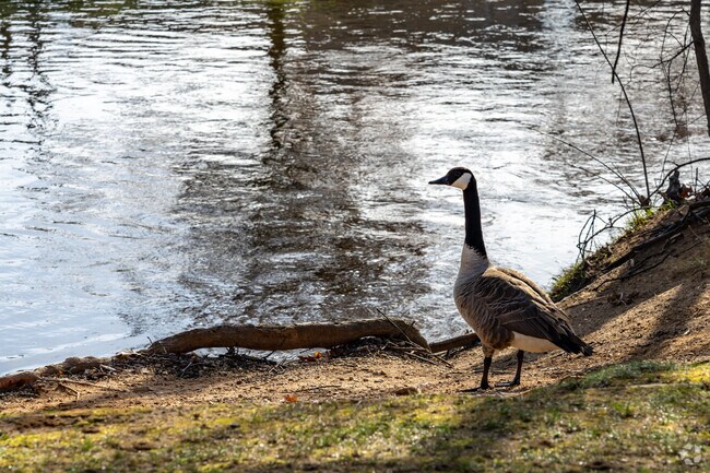 Wildlife roams freely throughout Elkhart's Willowdale neighborhood.