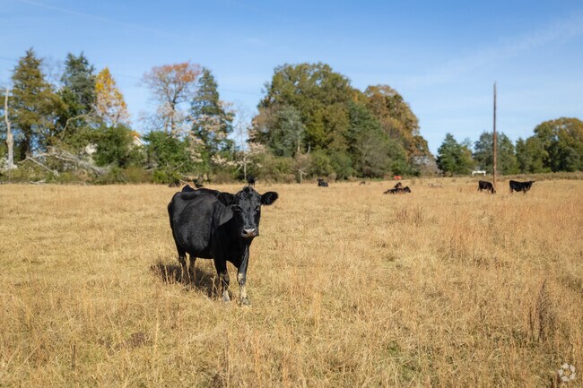 Cattle can be found all throughout the neighborhood of McConnells.