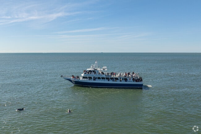Board whale, dolphin, and bird watching tour ships to find surfacing dolphins in Cape May.