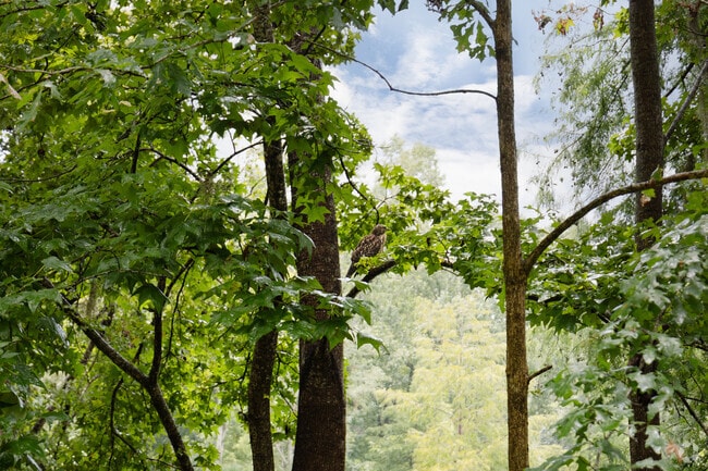 Experience wildlife in Hartsfield Tallahassee, FL.