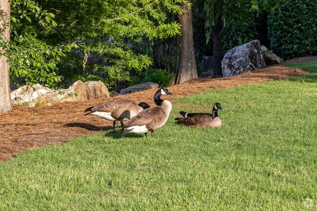 You can enjoy the variety of wildlife at the Anita Stroud Park in Druid Hills.