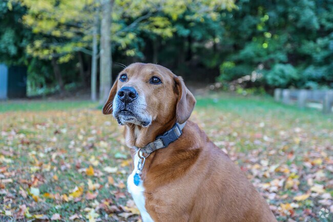 Nipper Park in Bank Square is enjoyed by many pets.