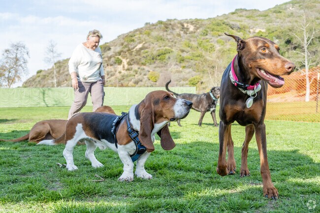 The Laguna Beach Dog Park in Laguna Canyon is a favorite spot for 4-legged friends, with plenty of open space for dogs of all sizes.
