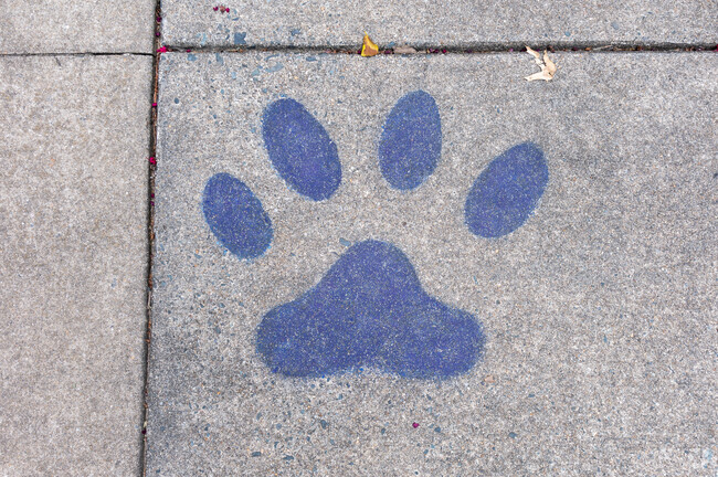 Concert Paw print walking into Ruby F. Carver Elementary School.