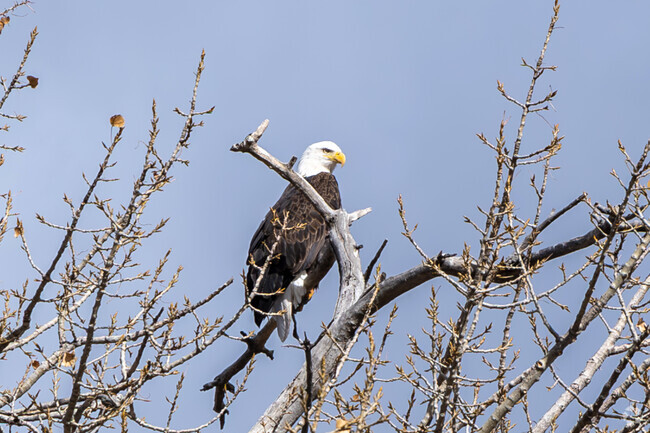 Windsor residents are likely going to see a bald eagle from November to March every year.