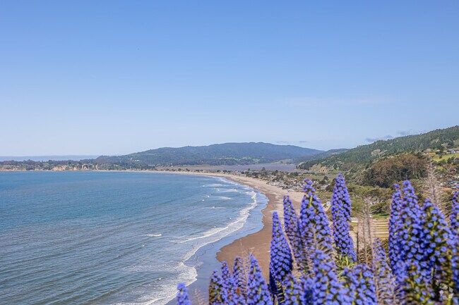 Spring blooms transform Stinson Beach into a coastal paradise.