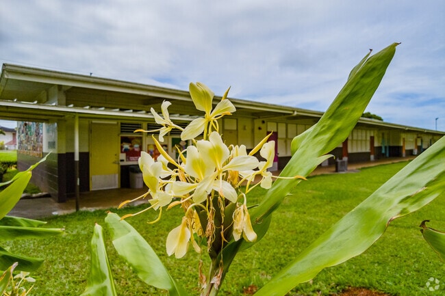 A colorful flower blooms at Kahaluu Elementary School in Kaneoho.