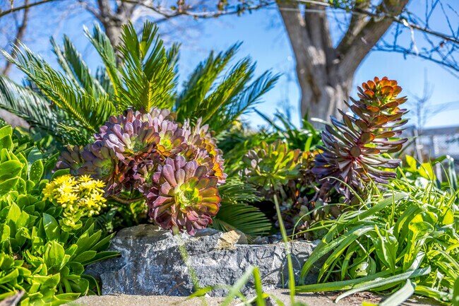 There is some landscaping in Foothill Farms that really makes the neighborhood pop.
