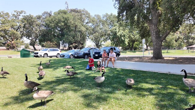 Locals enjoy the serene view of the lake at Lodi Lake in the City of Lodi.