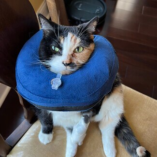 Charmayne Kalman Guch