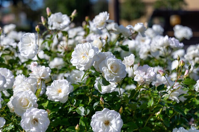 Beautiful roses line the shopping center in South Fontana.