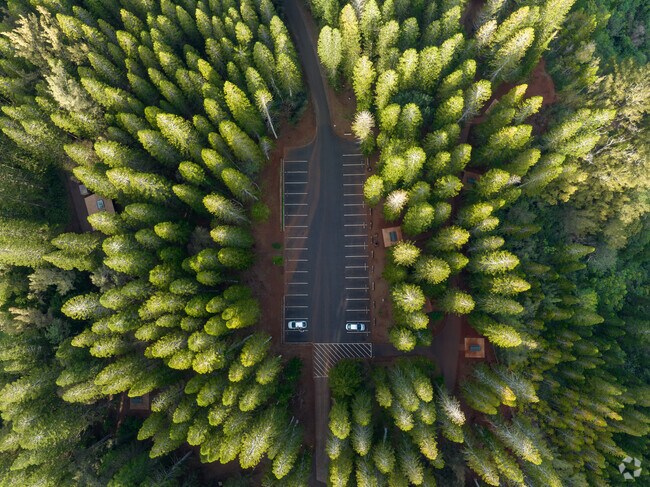 Morning light hits the tree tops in Wa'ahila Ridge State Recreation Area, Honolulu.