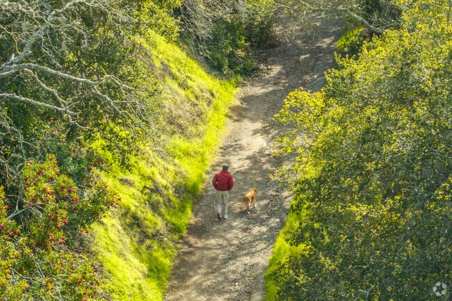 A man walks along the dense foliage of Heintz Open Space Preserve nearby Kooser.