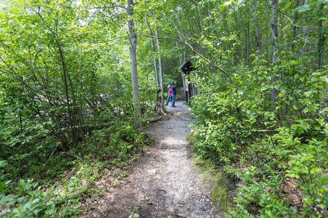 Hikers can explore the wooded terrain of Blue Job Mountain State Forest, located in  Strafford.