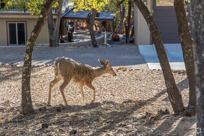 A short trip up Ramsey Canyon near Sierra Vista Southeast treats visitors to near-constant wildlife sightings.