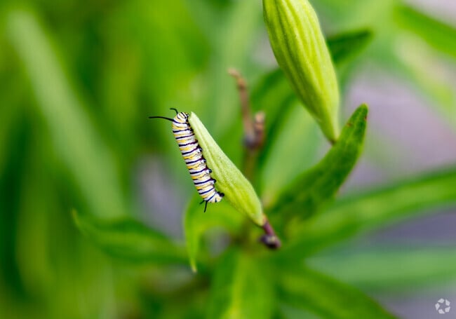 There are lots of creatures to be found in the butterfly garden at Alpine Groves Park.