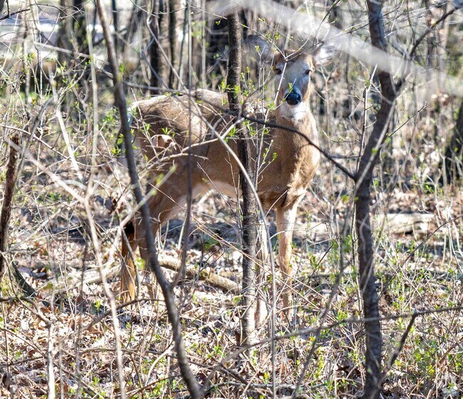 Wildlife like deer and other animals can be seen in the Iron Oaks area in Olympia Fields.