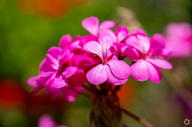 Residents in Morrill showcase seasonal flowers that brighten the neighborhood’s streetscape.