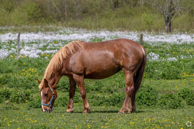 Visitors can pet many farm animals at farms around Villenova.